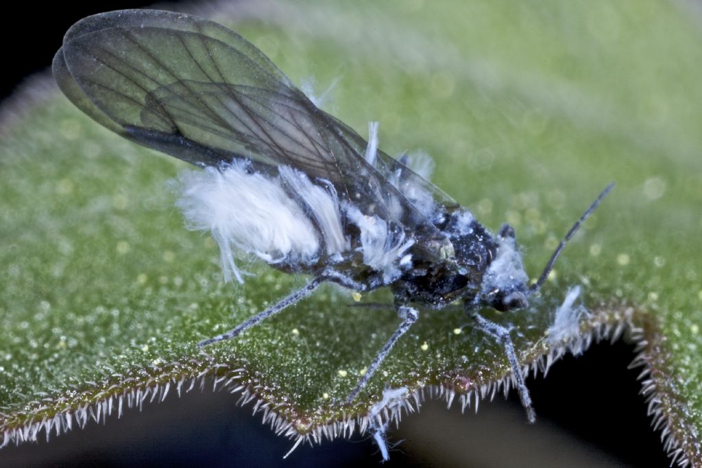 Afide: individuo alato di Prociphilus fraxini